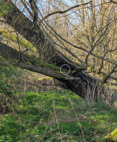 Recording the woodland atmosphere