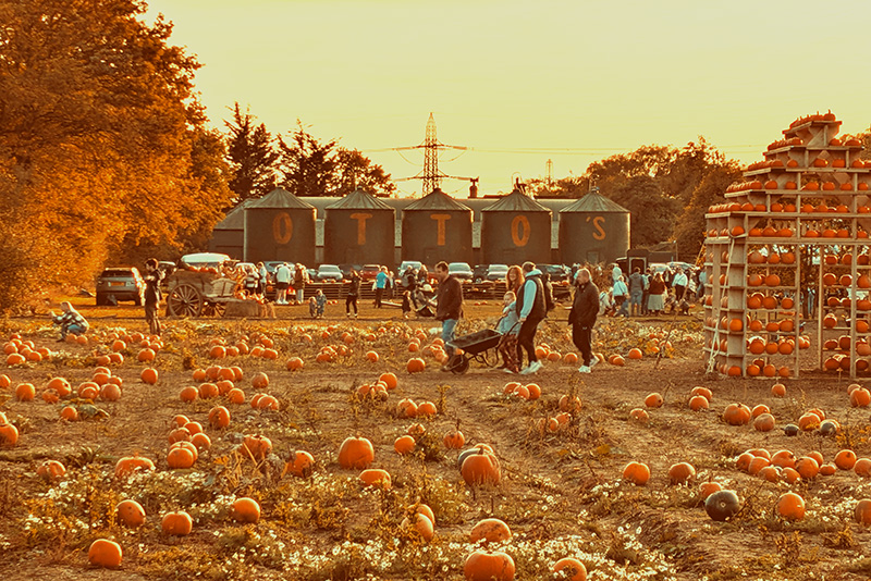 Otto's Pumpkin Patch